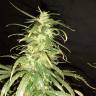 семена конопли почтой Black Bomb feminised Philosopher Seeds