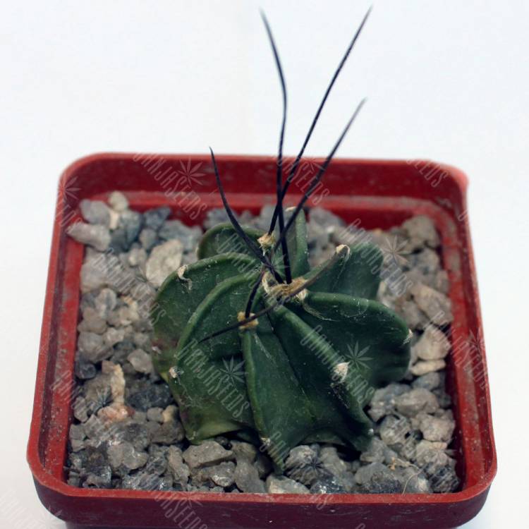 Семена кактуса Astrophytum crassispinum taiho