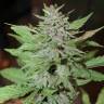 Автоцветы Auto Lemon Skunk feminised GanjaLiveSeeds Автоцветы Auto Lemon Skunk feminised GanjaLiveSeeds