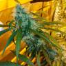 семена конопли феминизированные Auto Power Plant feminised
