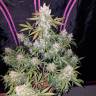 заказ семян конопли Russian Snow feminised