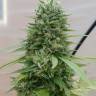 Himalaya Gold CBD feminised Ganja Seeds Himalaya Gold CBD feminised Ganja Seeds