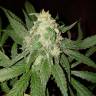 Power Kush feminised Dinafem Seeds