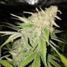 Power Kush feminised Dinafem Seeds