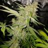 Power Kush feminised Dinafem Seeds