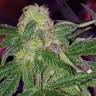 Power Kush feminised Dinafem Seeds