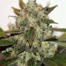 Orange Skunk regular Ganja Seeds