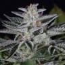 семена конопли курьером Ocean Grown Cookies feminised Dinafem Seeds