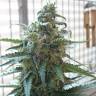 семена конопли автоцвет Autoflower Fruity Mix feminised Dutch Passion Seeds