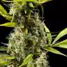 конопля семена сорта заказать Early Maroc feminised Philosopher Seeds