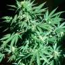 Семена конопли недорого Auto AK feminised GanjaLiveSeeds