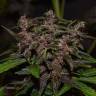 семена конопли феминизированные Auto Blackberry Kush feminised
