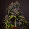 урожайные семена конопли Auto Blackberry Kush feminised