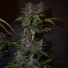семена конопли недорого Auto Blackberry Kush feminised