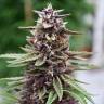 Auto Kul-Sey feminised Bang Seeds