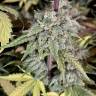семена конопли почтой BubbleGummer feminised Female Seeds