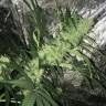 семена конопли автоцвет Auto Kritic feminised Kannabia Seeds