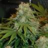 семена конопли Pre-99 Big Bud feminised Nirvana Seeds