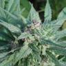 семена конопли курьером Serious 6 feminised Serious Seeds