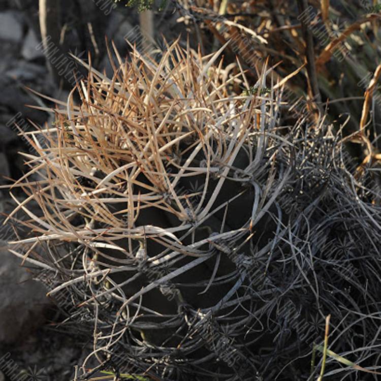 Семена кактуса Astrophytum crassispinum MZ 511