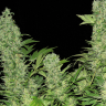 Original Afghani #1 regular Ganja Seeds
