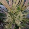 семена конопли марихуаны Original Afghani1 regular Ganja Seeds