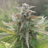семена конопли элитных сортов Original Afghani1 regular Ganja Seeds