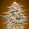 семена конопли элитных сортов Somango Widow feminised Advanced Seeds