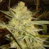 хорошие семена конопли C 99 feminised Female Seeds
