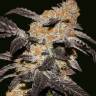 Royal Haze feminised Dinafem Seeds