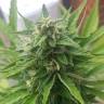 Royal Haze feminised Dinafem Seeds