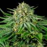 семена конопли Bubba Kush CBD feminised Dinafem Seeds
