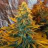 семена конопли элитных сортов Dark Delight feminised Dutch Passion Seeds