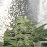 семена конопли Auto Mikromachine feminised Kannabia Seeds