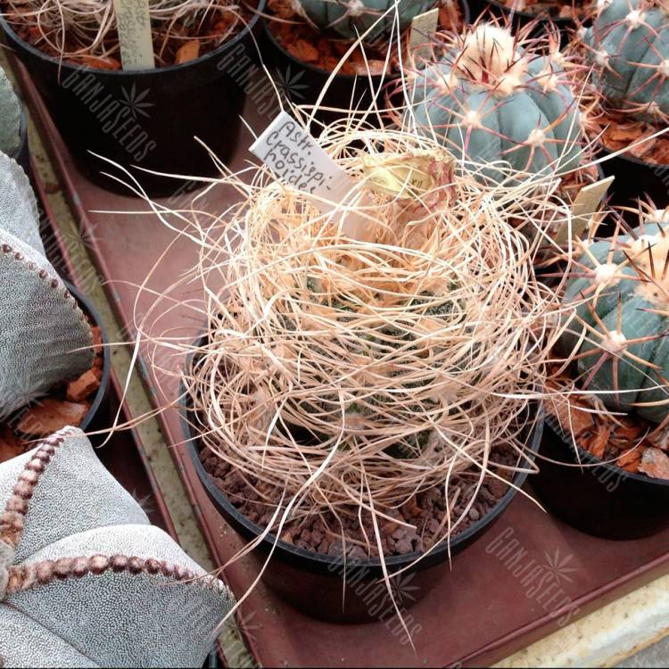 Семена кактуса Astrophytum crassispinoides