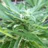 семена конопли в интернете Auto New York City feminised