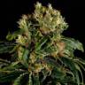 Santa Sativa feminised Dinafem Seeds