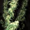семена конопли в оригинальных упаковках G13 Skunk (G1) regular Ganja Seeds