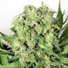 семена конопли дешево Dutch Cheese feminised Dutch Passion Seeds