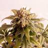 семена конопли почтой Auto Speedy Boom feminised Kannabia Seeds