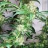 семена индийской конопли Snow White feminised Nirvana Seeds