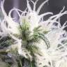 семена индийской конопли Heaven's Fruit feminised Philosopher Seeds