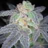 заказ семян конопли Purple OG #18 feminised Reserva Privada