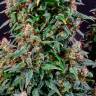 Семена Watermelon Zkittlez feminised Ganja Seeds заказать