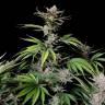 выращивание семян конопли Auto Mix feminised выращивание семян конопли Auto Mix feminised