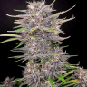 где купить семена конопли в рф Auto Mix feminised где купить семена конопли в рф Auto Mix feminised