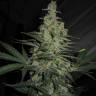 Auto Mix feminised Ganja Seeds Auto Mix feminised Ganja Seeds