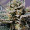 Shark Attack feminised Dinafem Seeds