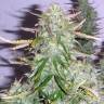 семена конопли f1 в оригинальной упаковке Gagarin Haze feminised Dutch Passion Seeds