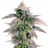 семена конопли марихуаны Dream Berry feminised Female Seeds